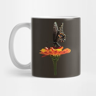 Zinnias - Black Swallowtail on Orange Zinnia Mug